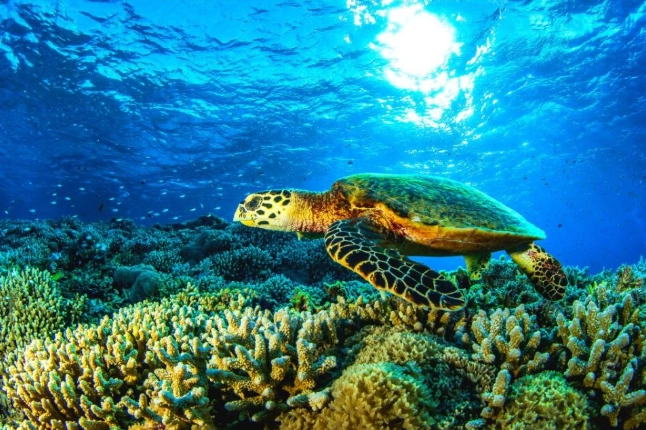 best snorkeling spots cozumel