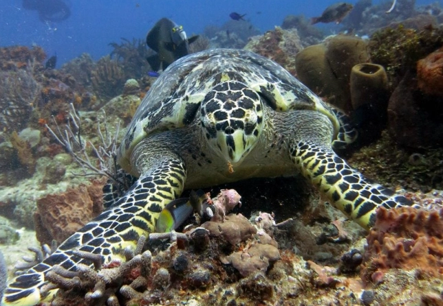 snorkeling tours Cozumel