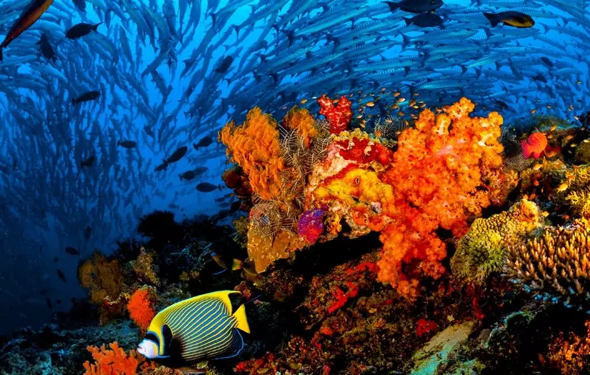 snorkeling in jamaica