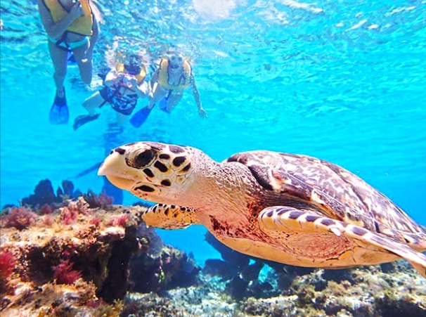 best snorkeling Cozumel