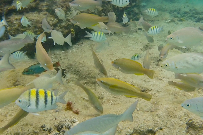 snorkeling Cozumel worth it