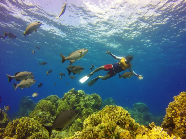 where to snorkel for free Cozumel