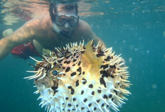 Tamarindo snorkeling spots Tamarindo snorkeling spots