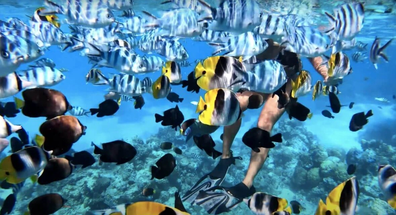 cheap snorkeling Bora Bora