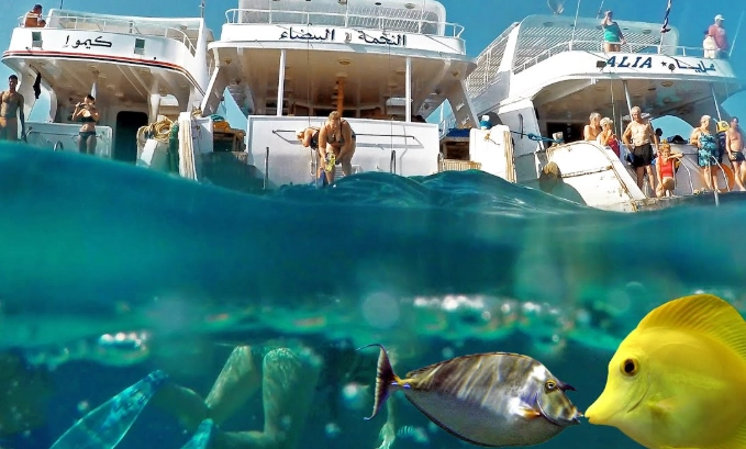 snorkeling spots Red Sea