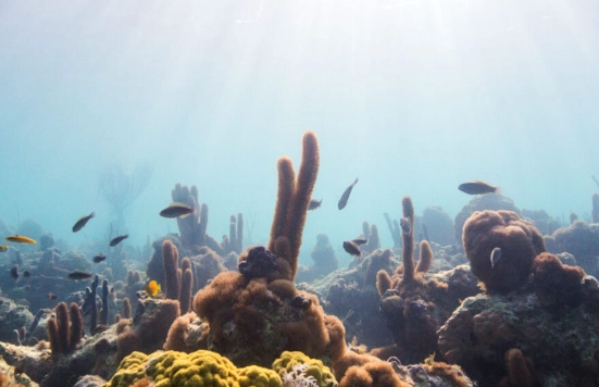 Providenciales coral reef