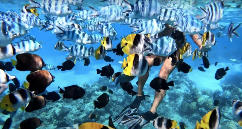 snorkeling in Bora Bora