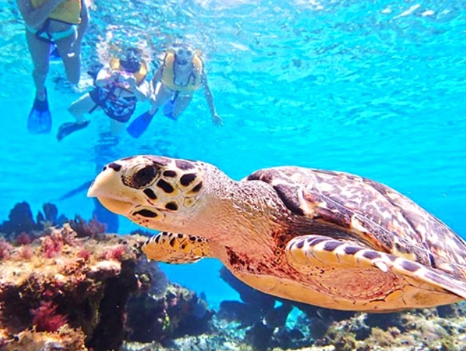 snorkeling Cozumel shore