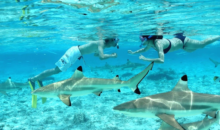 snorkeling in Bora Bora