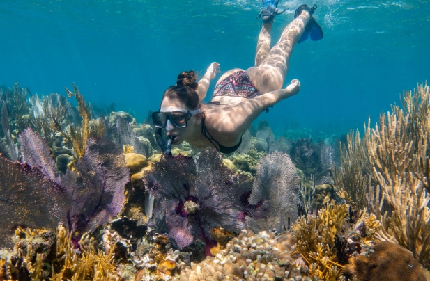 Roatan vs Belize snorkeling