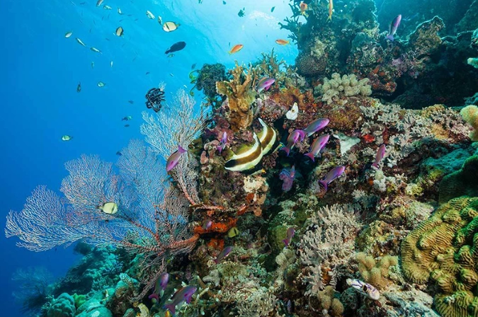 coral reef Costa Rica