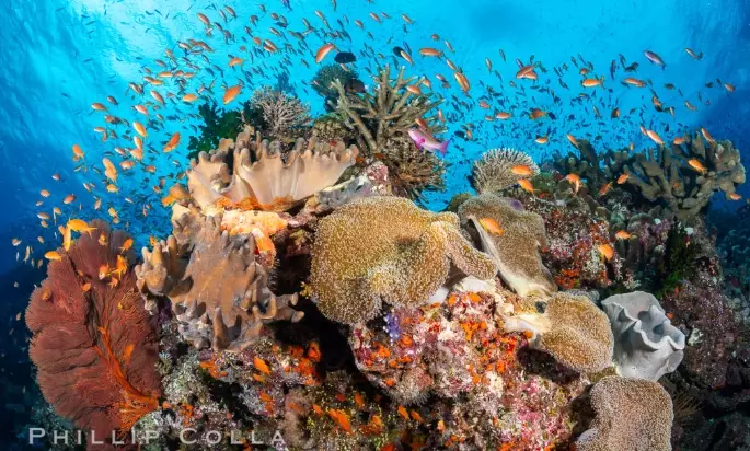 Fiji coral reefs