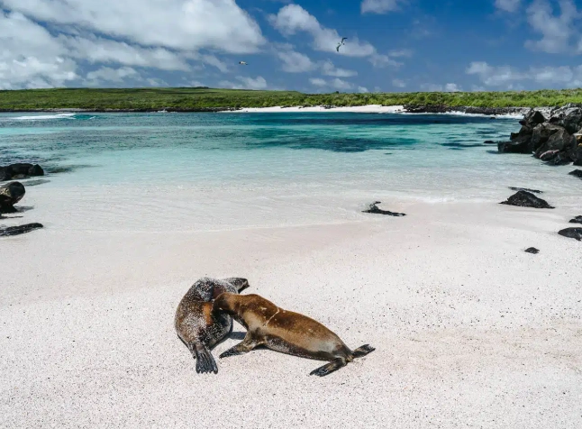 Galapagos snorkeling season