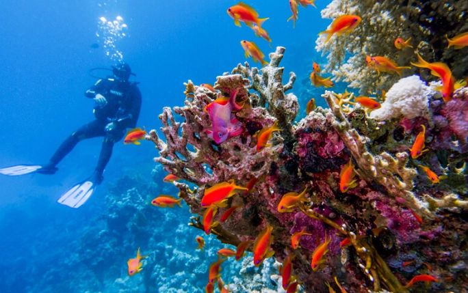 best hotel for snorkeling in Egypt