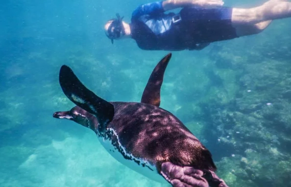 Best time to snorkel in Galapagos