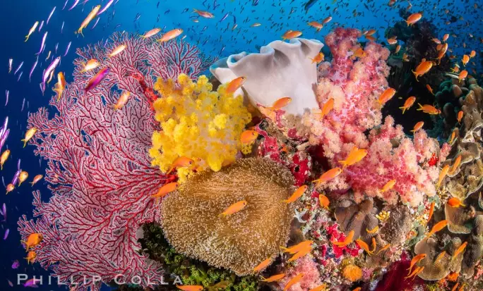 Fiji coral reefs