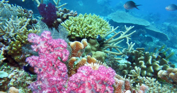 diving in Fiji