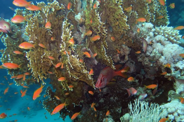 best snorkeling spots Hurghada