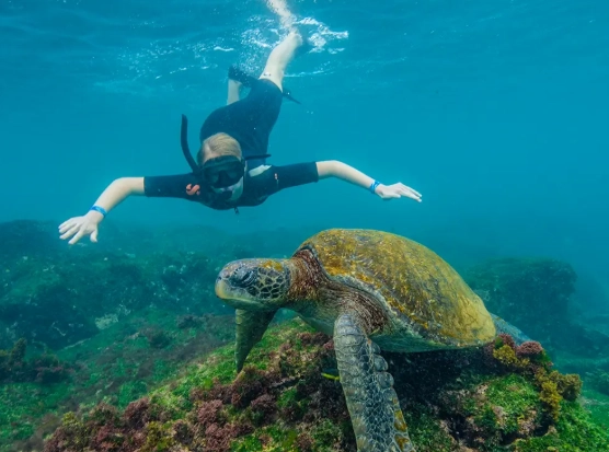 Galapagos snorkeling season
