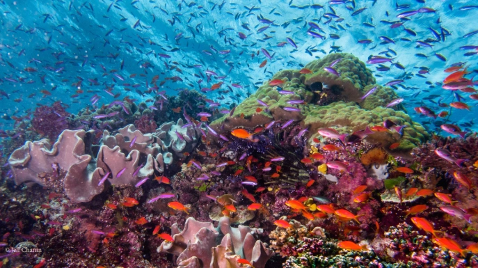 diving in Fiji