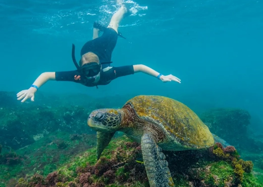 where to snorkel for free galapagos