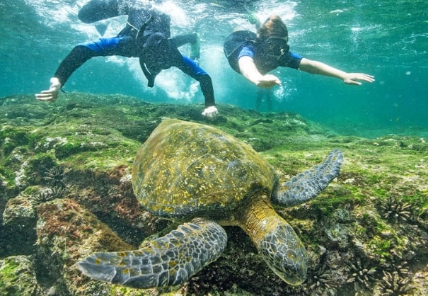 free snorkeling galapagos