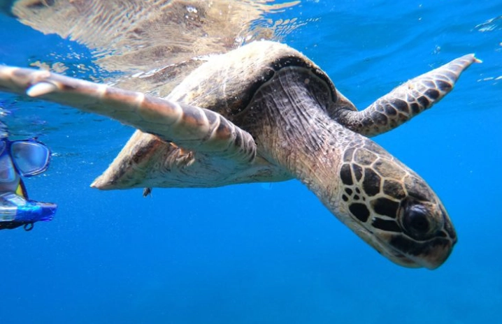 best snorkeling Guanacaste