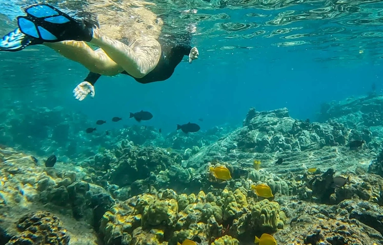 guided snorkeling tours