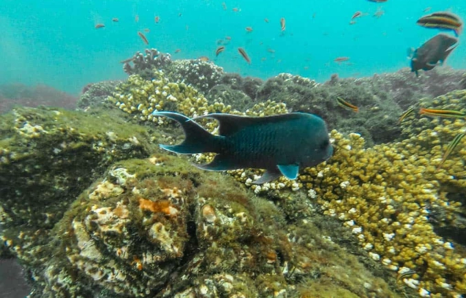 Cano Island snorkeling