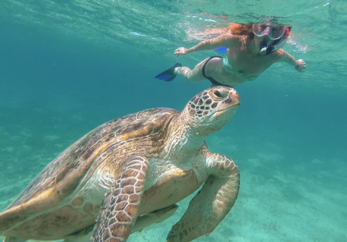 Bahamas snorkeling season