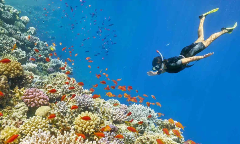 best snorkeling spots red sea egypt best snorkeling spots red sea egypt