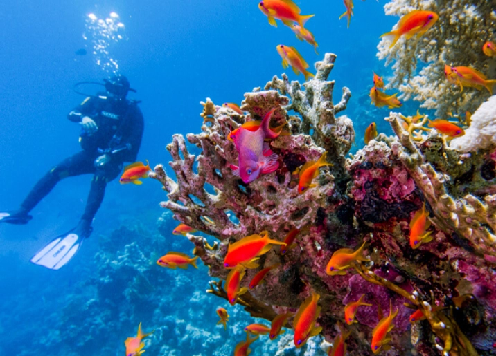 snorkeling hurghada sharm el sheikh snorkeling hurghada sharm el sheikh