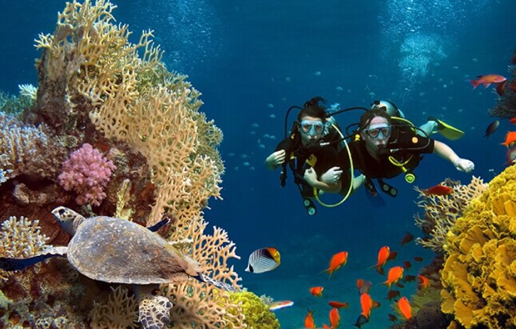 egypt red sea snorkeling tours egypt red sea snorkeling tours