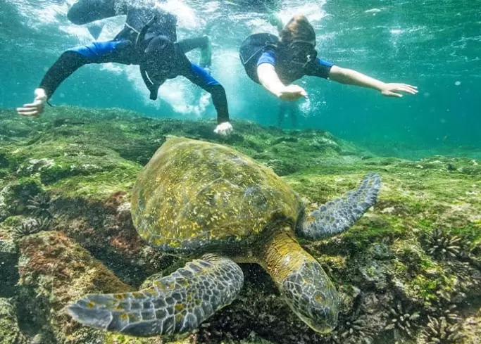 galapagos snorkeling tours
