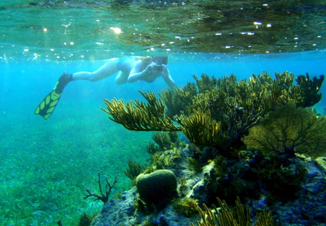 Roatan shore snorkeling spots Roatan shore snorkeling spots