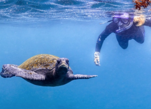 galapagos snorkeling tours