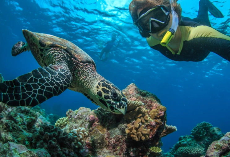 best snorkeling tours