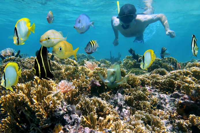 snorkeling grand cayman
