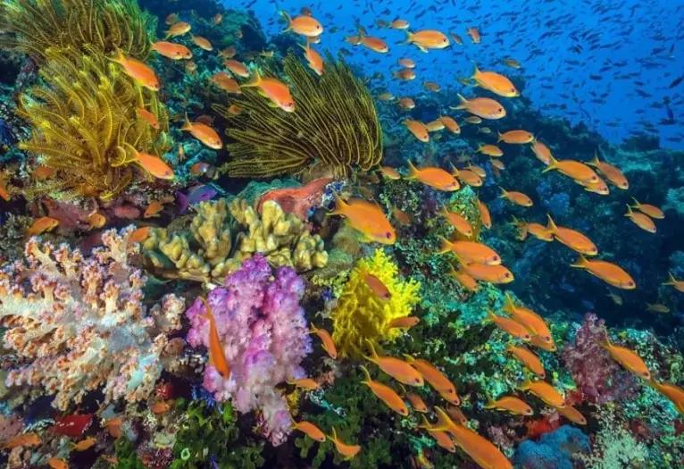 Cayman snorkeling tips