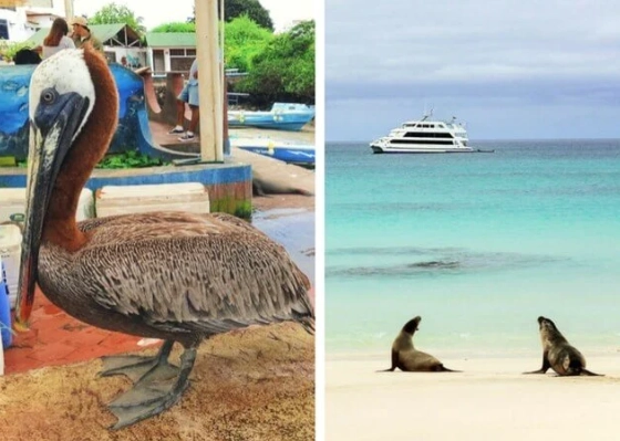 worst time to visit Galapagos worst time to visit Galapagos