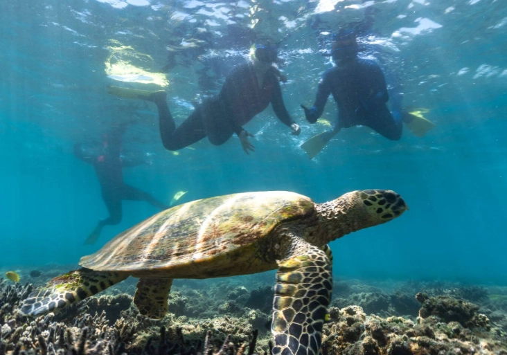 Great Barrier Reef snorkeling safety