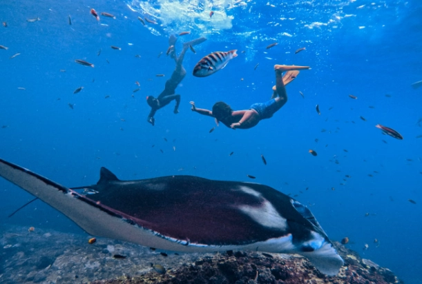 are manta rays dangerous are manta rays dangerous