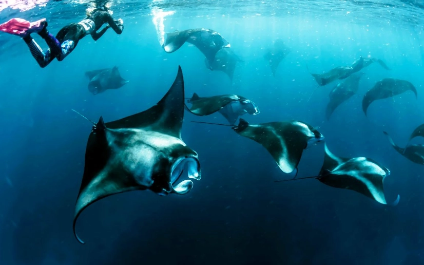 manta ray snorkeling tips manta ray snorkeling tips