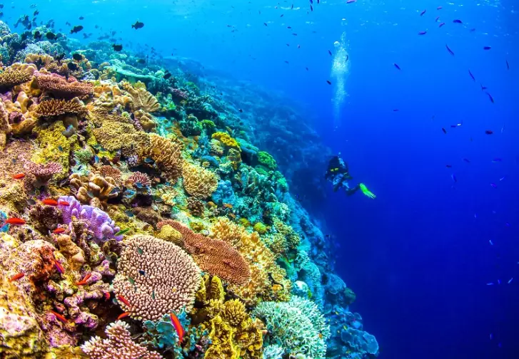 snorkeling tours Bahamas