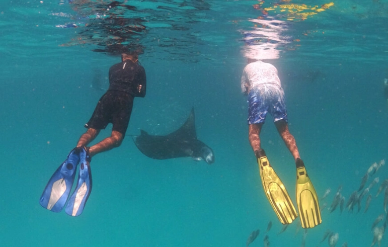 are manta rays dangerous are manta rays dangerous