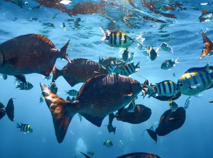 best snorkeling Bahamas