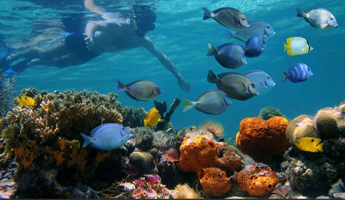 Pacific coast snorkeling Costa Rica Pacific coast snorkeling Costa Rica