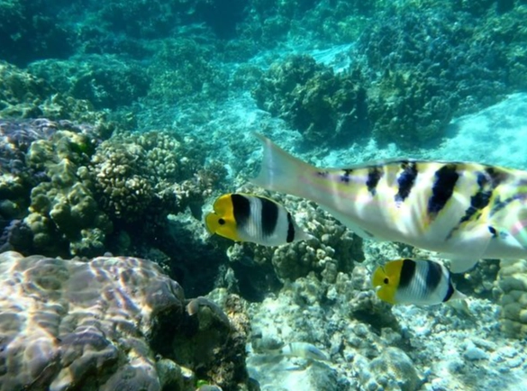 Bora Bora snorkeling spots