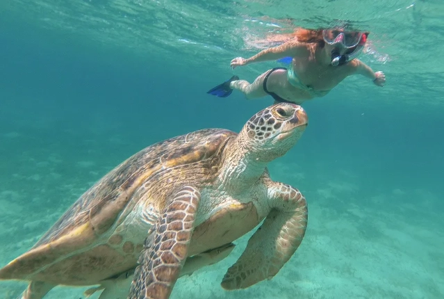 Bahamas snorkeling tours