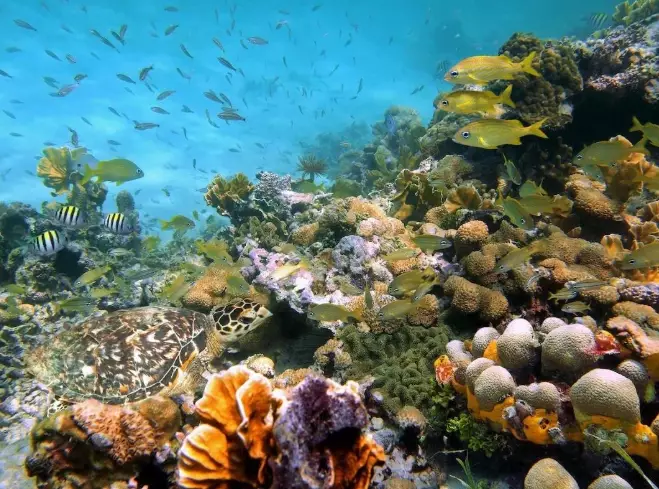Bora Bora snorkeling spots